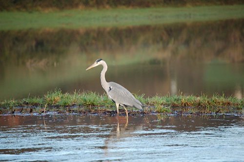 Avalon - photo by Kathy Jones